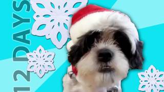 Animals Sing '12 Days of Christmas'