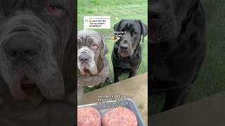 my mom feeding my 4 dogs when I’m out of town  #raw #rawdiet #rawfood #dogfood