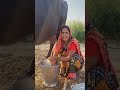 गांव की लाइव स्टाइल#भैंस का ताजा दूध