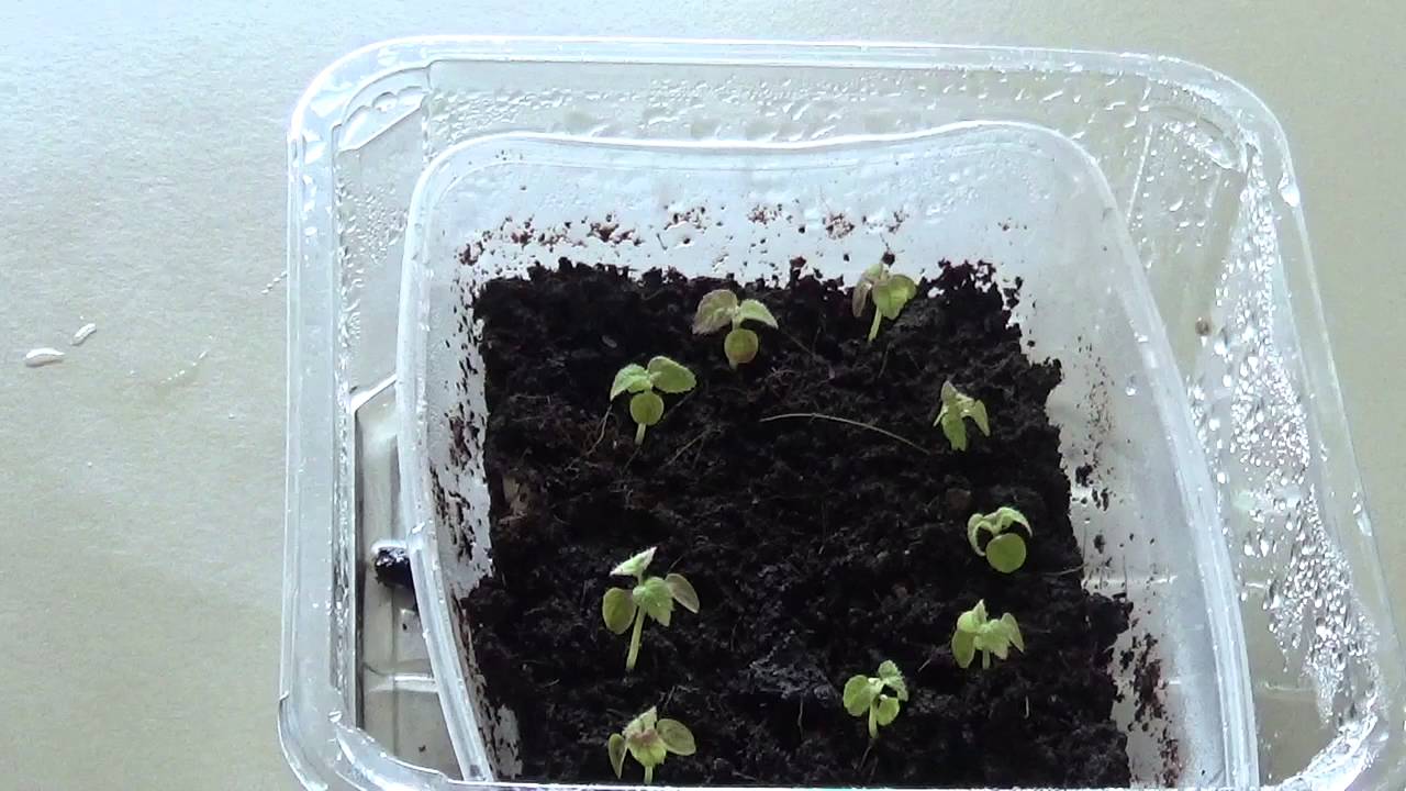 How to Grow Kiwi Fruit From Seed #3
