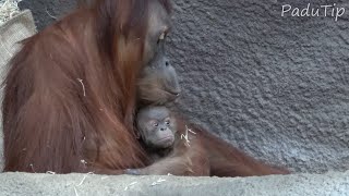 Baby Orangutan (11 days old) with Mother - Zoo Prague [2024]