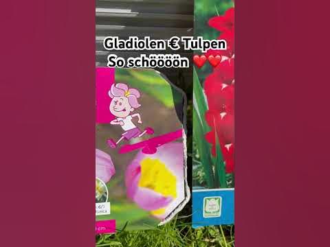 Blumenmeer Teil 1 Tulpen Gladiolen pflanzen