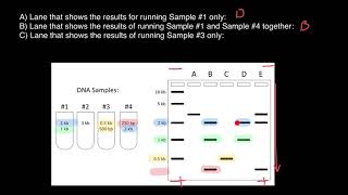 Gel Electrophoresis Analysis