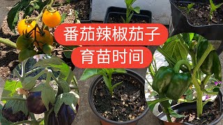 【蔬菜育苗时间】各地气候不同，番茄茄子辣椒应该什么时候育苗？