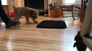 Puppy Training By K9-BootCamp