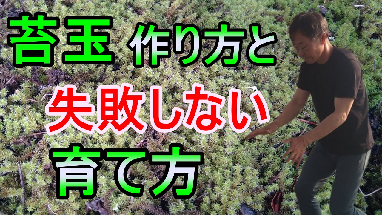 ガーデニング] 苔玉の作り方・管理の仕方「園芸装飾技能士が教える苔玉