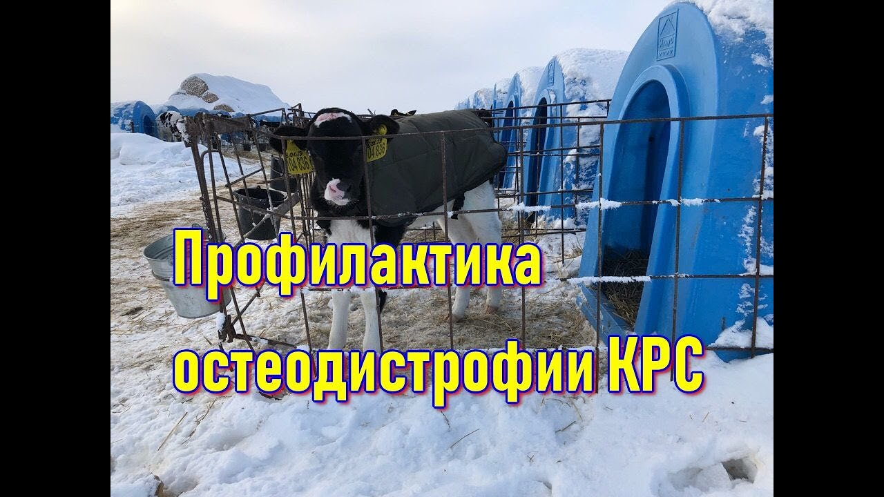 Лечение теленка. Внутривенное вливание теленку