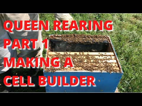 Queen rearing Part 1 making a cell builder