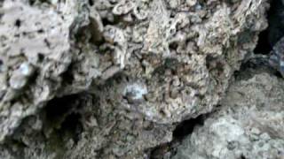 Der-Steinmetz.de - Ziersteine - Spaghetti