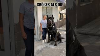 The BIGGEST dog breeds in the WORLD and number 1 is bigger than you!#animals #dogs