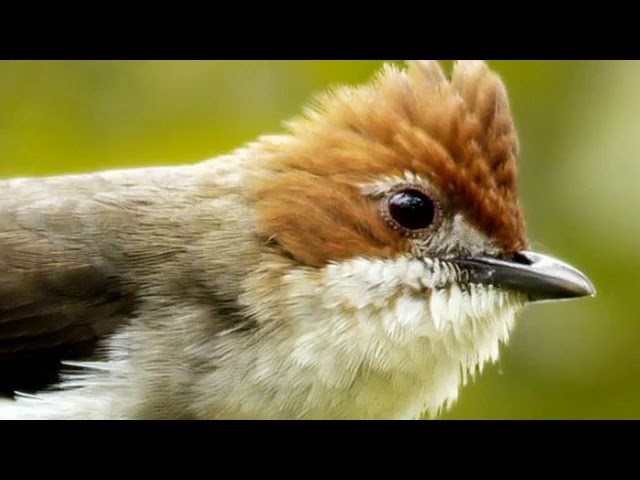 Download Yuhina Kalimantan Master Burung Yang Lagi Ngetren Mp3 Mp4
