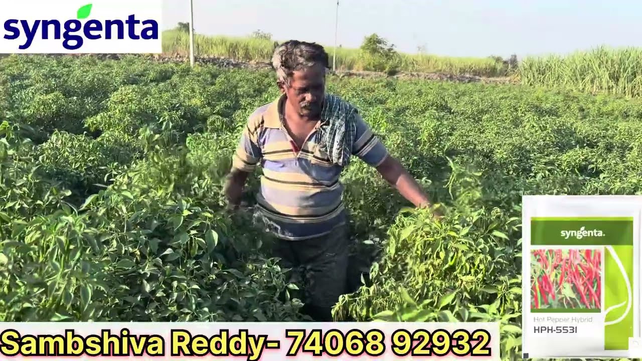 ಸಿಂಜೆಂಟಾ ಕಂಪನಿ ಮೆಣಸಿನಕಾಯಿ HPH 5531 ಬೆಳೆದ ರೈತರ ಪ್ರತಿಕ್ರಿಯೆ