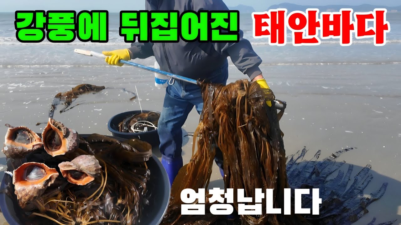 강풍 부는 날 태안 앞바다 다라이 한가득 엄청납니다