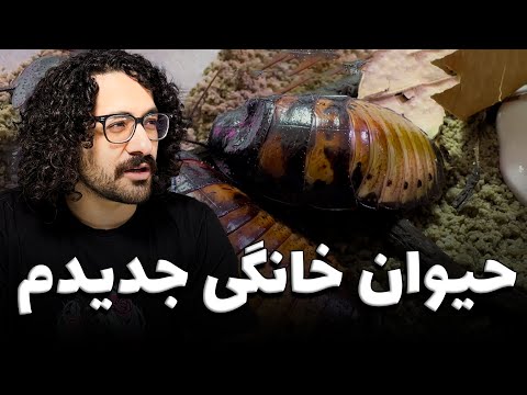 سوسک‌های ماداگاسکار هدیه گرفتم🎁🪳