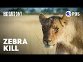Lioness Hunting and Cubs Development Quiz