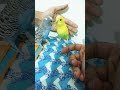 Budgies fighting vlog