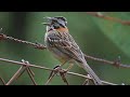 Tico tico canto Jesus meu Deus  gravado ao vivo na natureza para ensinamento de filhotes!!!!