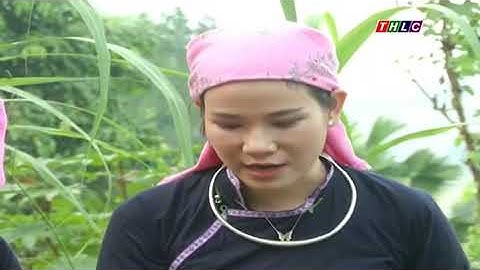 Đi và khám phá: Tục làm cốm mừng cơm mới của người Tày