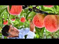 World&#39;s Most Expensive Peaches - Japan Agriculture Technology - Peaches Cultivation Technique