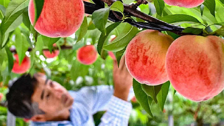 World's Most Expensive Peaches - Japan Agriculture Technology - Peaches Cultivation Technique - DayDayNews