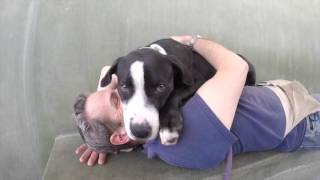 Ben-A1609173, 2 12 Year Neutered Male Pit Bull