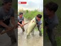 2 Pemancing vs Ikan Nila Raksasa Mengamuk di Rawa!