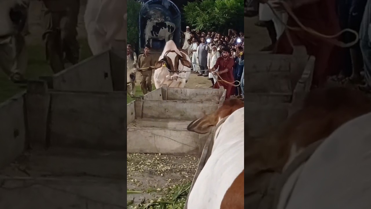 angry bull qurbani 😡 