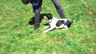 Duke Rat Terrier Learning Treibball Part 1 Clicker Trained