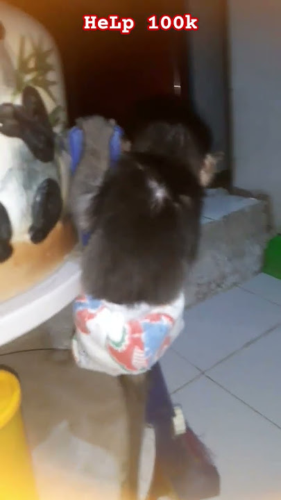 🟩2.105🟩 #fypシ゚viral #shorts #shortsvideo #trendingshorts #viralshorts #cute #animals #funny #monkey