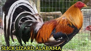 ALABAMA‼️Yellow Leg Hatch Hoskins Sweater 4webber Slick Lizard Farm USA