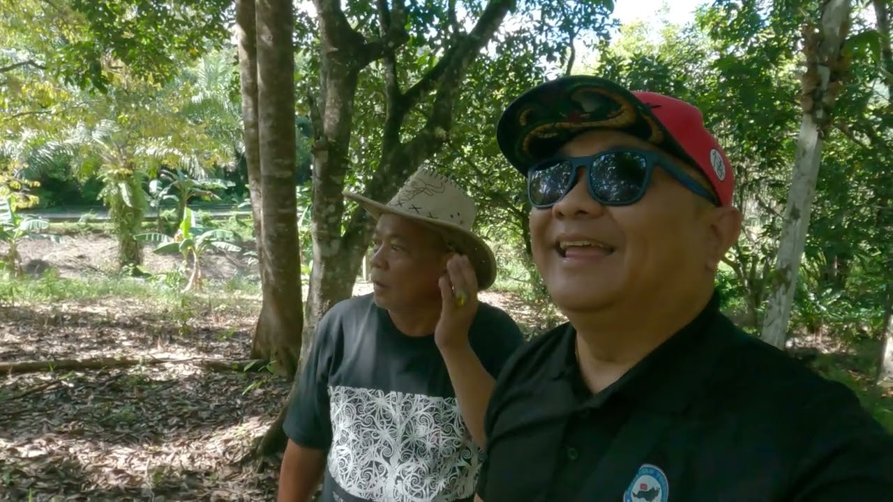 Melihat Kandang Babi Di LongBay FarmStay Di Apo Koyan | Sungai Asap Belaga.