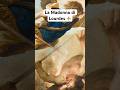 La Madonna di Lourdes ⚜️#divulgazionespirituale #cattolicesimo