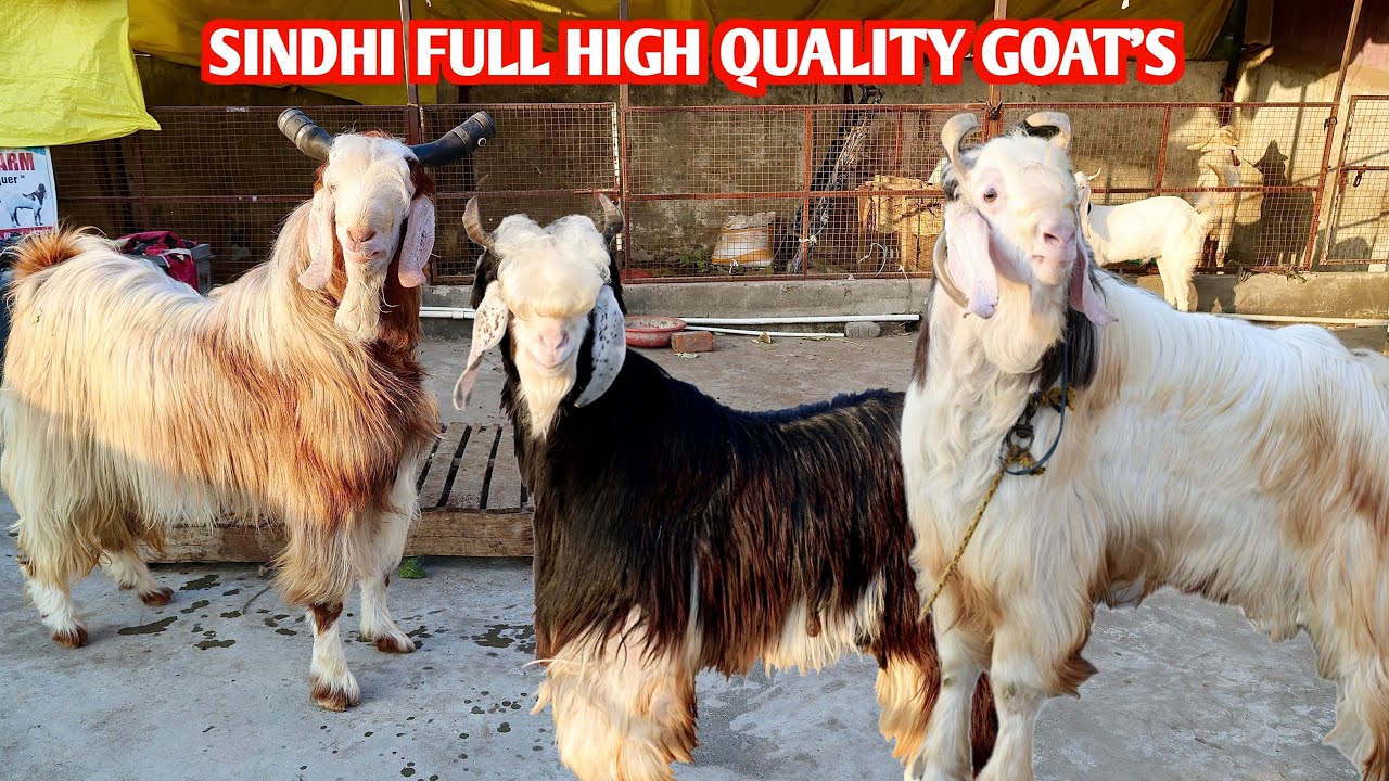 Top Quality Ke Sindhi Bakre At Gulshad Goat’s