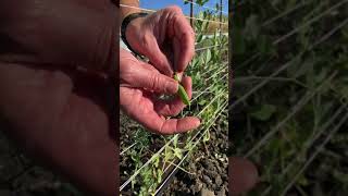 How To Harvest Snap Peas At Firstfruits Farm Slo