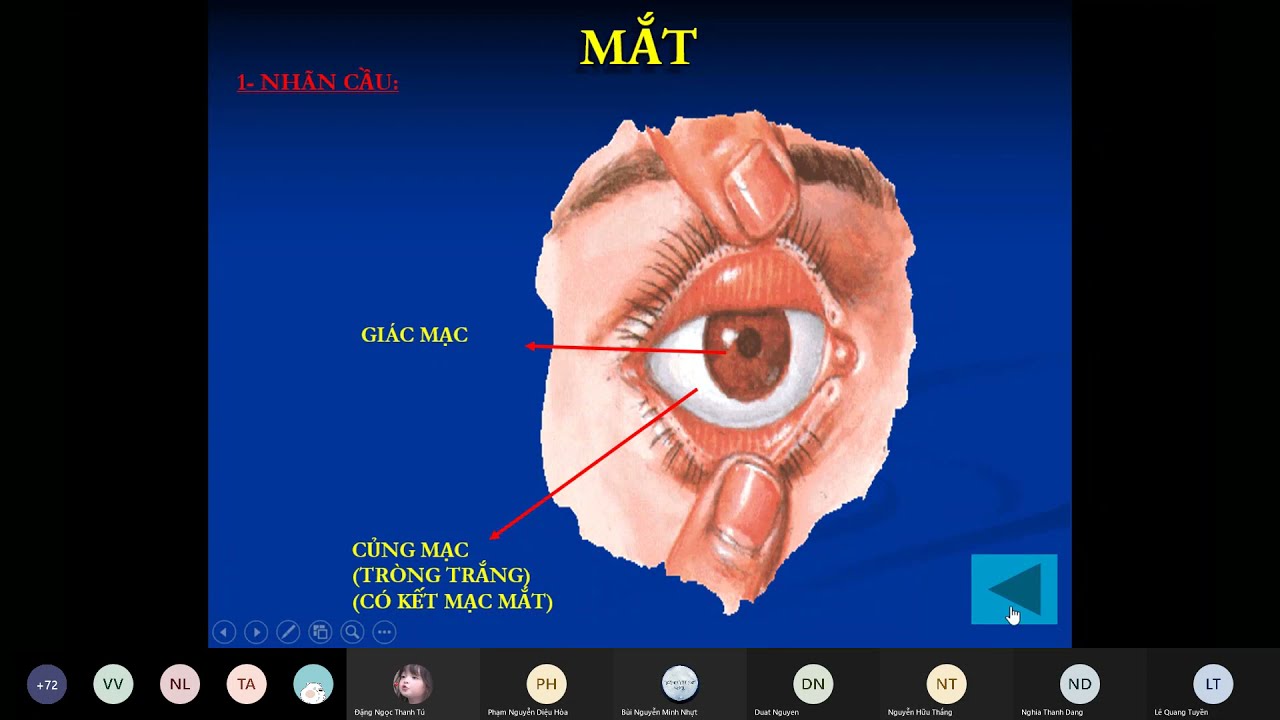 Giải Phẫu Mắt và các tổ chức phụ của mắt || TS.BS Lê... - youtube