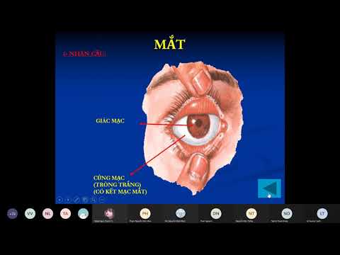 Video Giải Phẫu Mắt và các tổ chức phụ của mắt || TS.BS Lê... - youtube
