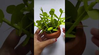 cute paper plant #shorts #craft #diy #ytshorts #viralshorts #plants