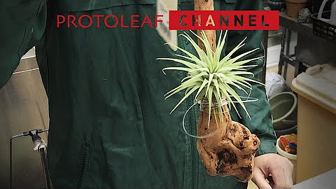 Protoleaf Youtube