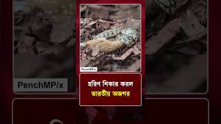 হরিণ শিকার করল ভারতীয় অজগর | Python | Deer | Wildlife | Protidiner Bangladesh