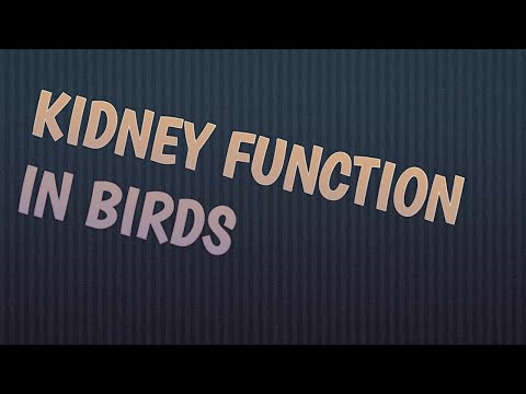 kidney/renal function in birds/excretory physiology avian