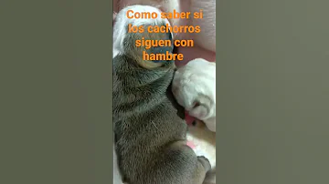 ¿Debo quitarle el cachorro muerto a la madre?