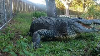 Giant Gator Returns to his Lair