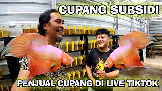 CUPANG SUBSIDI PENJUAL CUPANG DI LIVE TIKTOK