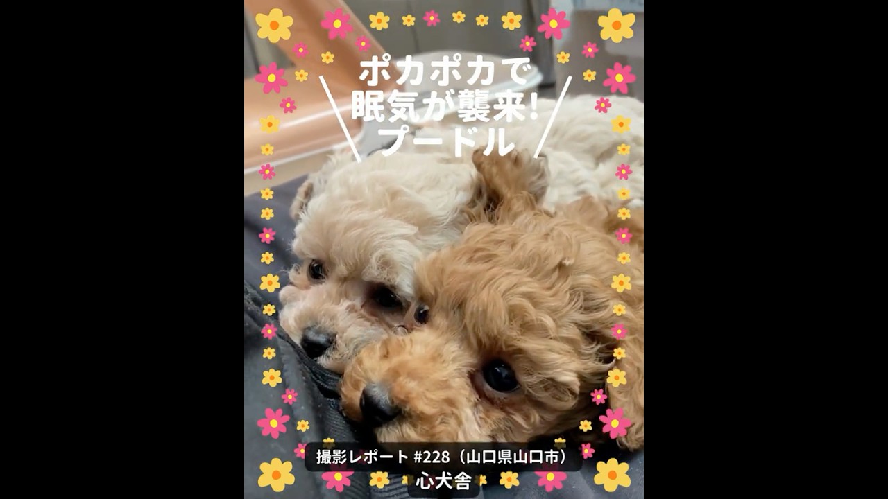 PICTWANカレンダー2027 プードル【L判】
