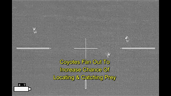 Wet Weather Coyotes and A Sow