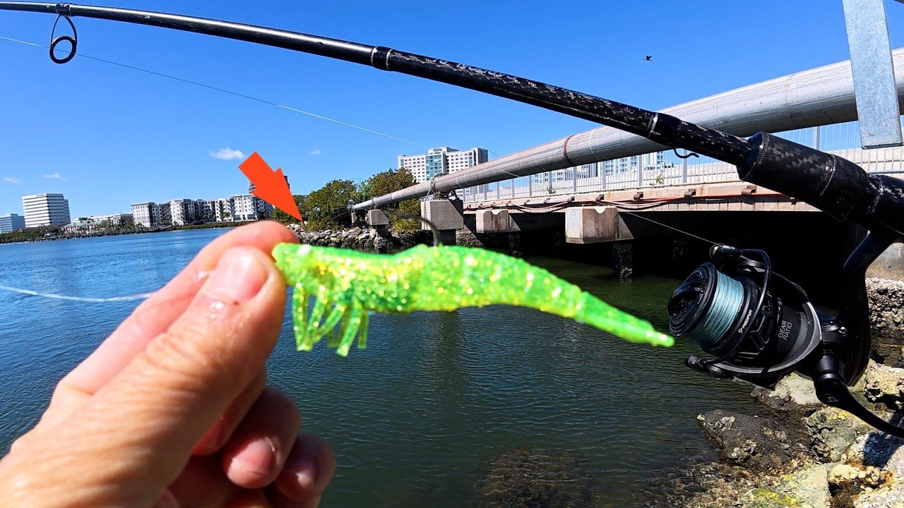 THIS LURE Saved the Day! Fishing this Florida Bridge