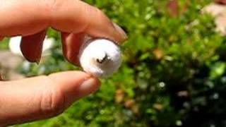 silkworm emerging #3
