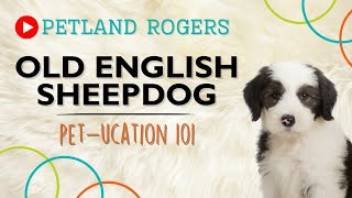 Everything you need to know about Old English Sheepdog puppies!