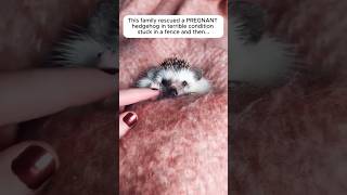 Family Helps Pregnant hedgehog in trouble... #animalshorts #shortsfeed #animals