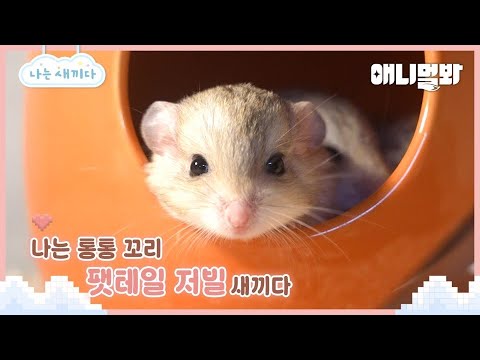 나는 태어난 지 29일 된 팻테일 저빌 새끼다 [애니멀봐 나새끼 111호]ㅣI&amp;#39;m A <strong>29</strong> <strong>Days</strong> Old Fat-tailed Gerbil